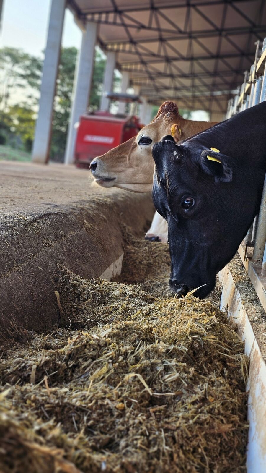 Ganado comiendo ración preparada con carro alimentador mixer
